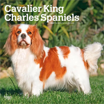 Browntrout Cavalier King Charles Spaniel Kalender 2027