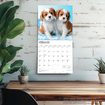 Browntrout Cavalier King Charles Spaniel Puppies Kalender 2026