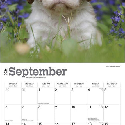Browntrout Cavalier King Charles Spaniel Puppies Kalender 2026