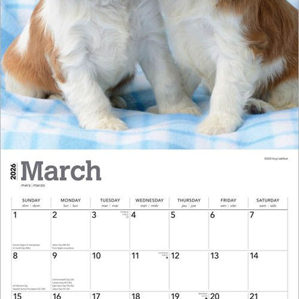 Browntrout Cavalier King Charles Spaniel Puppies Kalender 2026