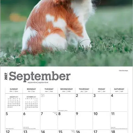 Browntrout Cavalier King Charles Spaniel Puppies Kalender 2027