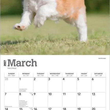 Browntrout Cavalier King Charles Spaniel Puppies Kalender 2027