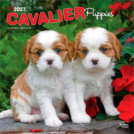 Browntrout Cavalier King Charles Spaniel Puppies Kalender 2027