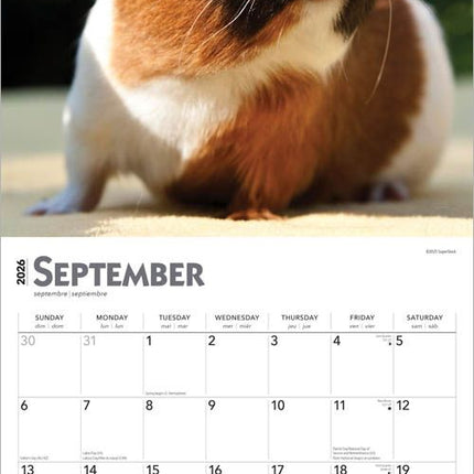 Browntrout Cavia Kalender 2026