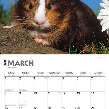 Browntrout Cavia Kalender 2026