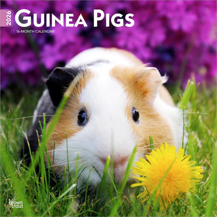 Browntrout Cavia Kalender 2026