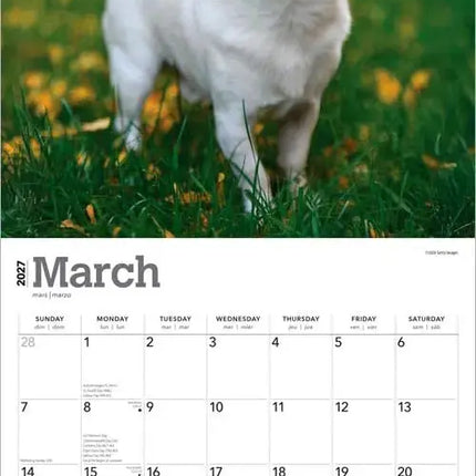 Browntrout Chihuahua Kalender 2027