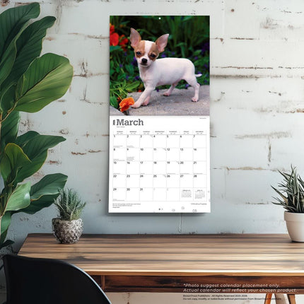 Browntrout Chihuahua Puppies Kalender 2026
