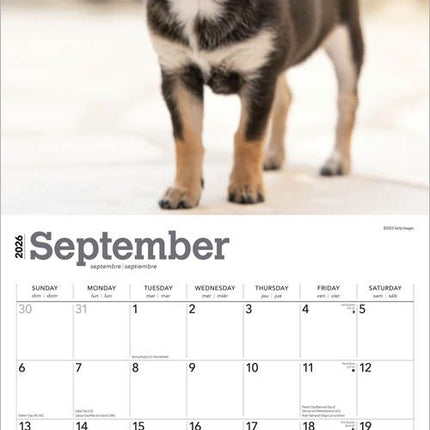 Browntrout Chihuahua Puppies Kalender 2026