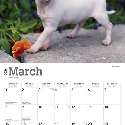 Browntrout Chihuahua Puppies Kalender 2026