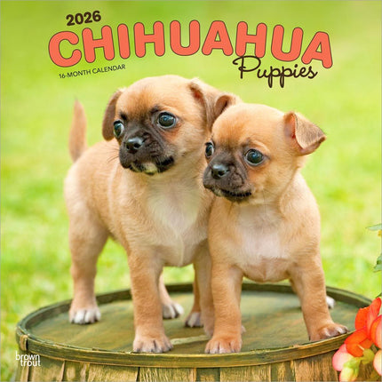 Browntrout Chihuahua Puppies Kalender 2026