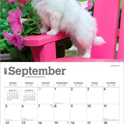 Browntrout Chihuahua Puppies Kalender 2027