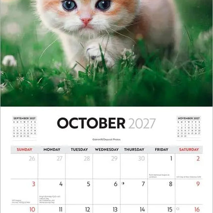 Browntrout Cute Kittens Kalender 2027