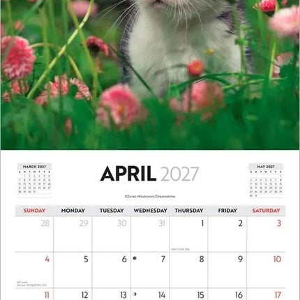 Browntrout Cute Kittens Kalender 2027