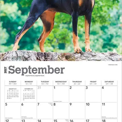 Browntrout Dobermann Kalender 2027