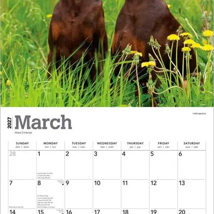 Browntrout Dobermann Kalender 2027