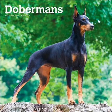 Browntrout Dobermann Kalender 2027