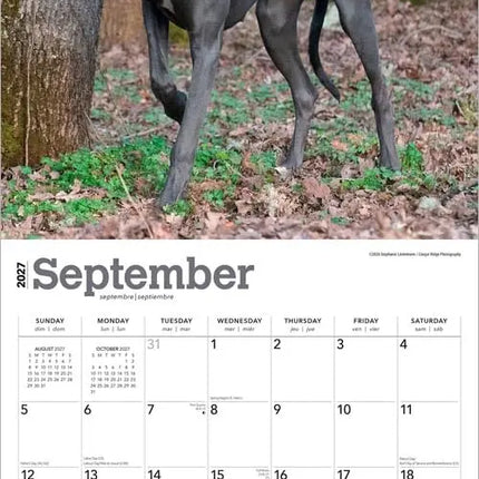 Browntrout Duitse Dog Kalender 2027