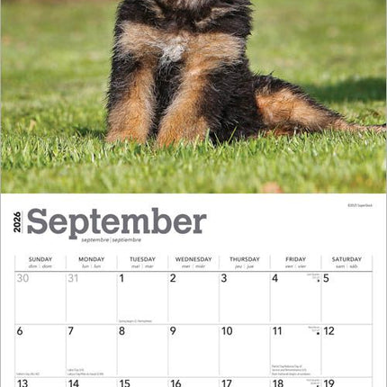 Browntrout Duitse Herder Puppies Kalender 2026