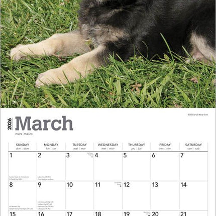 Browntrout Duitse Herder Puppies Kalender 2026