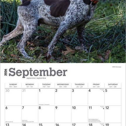 Browntrout Duitse Staande Kalender 2026