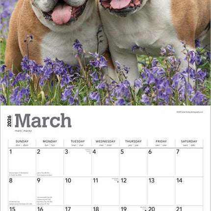 Browntrout Engelse Bulldog Kalender 2026