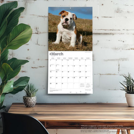 Browntrout Engelse Bulldog Kalender Puppies 2026