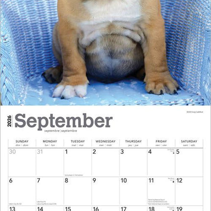 Browntrout Engelse Bulldog Kalender Puppies 2026
