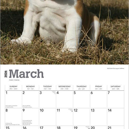 Browntrout Engelse Bulldog Kalender Puppies 2026