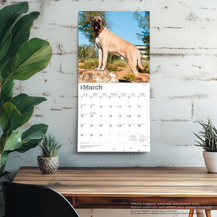 Browntrout Engelse Mastiff Kalender 2026