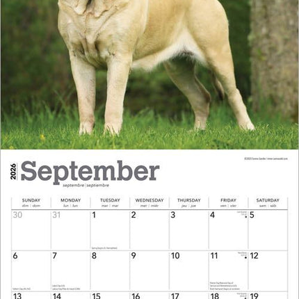 Browntrout Engelse Mastiff Kalender 2026