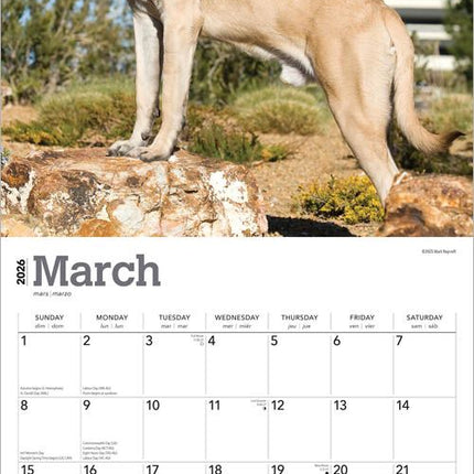 Browntrout Engelse Mastiff Kalender 2026