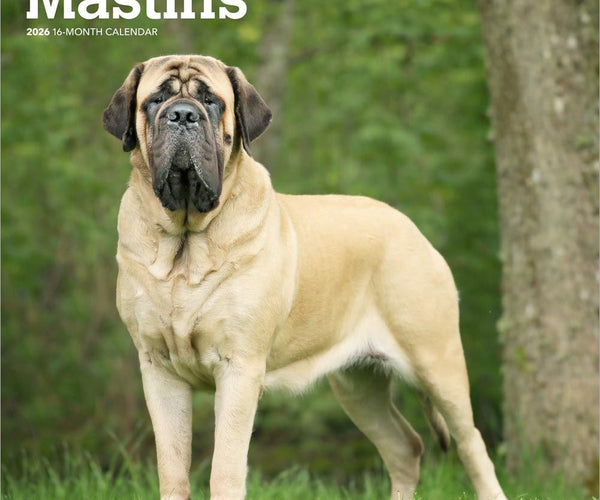 Full Grown Giant Bullmastiff Giant Bull Mastiff Breeds Bullmastiff