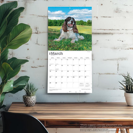 Browntrout Engelse Springer Spaniel Kalender 2026