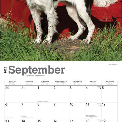 Browntrout Engelse Springer Spaniel Kalender 2026