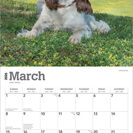 Browntrout Engelse Springer Spaniel Kalender 2026