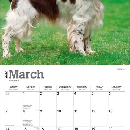 Browntrout Engelse Springer Spaniel Kalender 2027