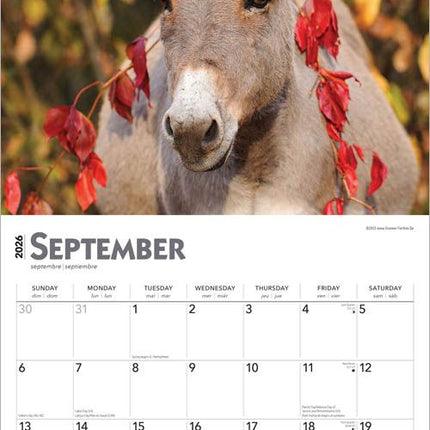 Browntrout Ezel Kalender 2026