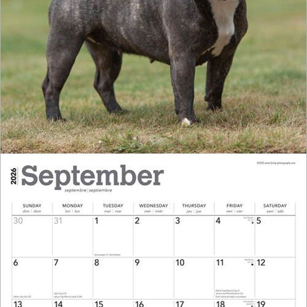 Browntrout Franse Bulldog Kalender 2026