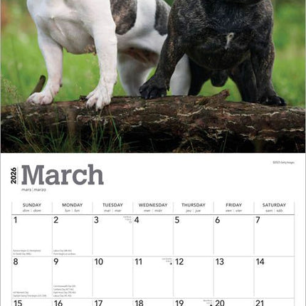 Browntrout Franse Bulldog Kalender 2026