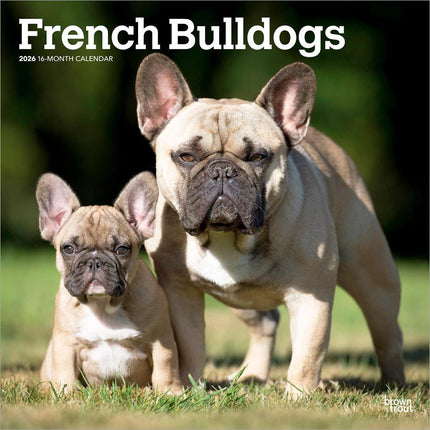 Browntrout Franse Bulldog Kalender 2026