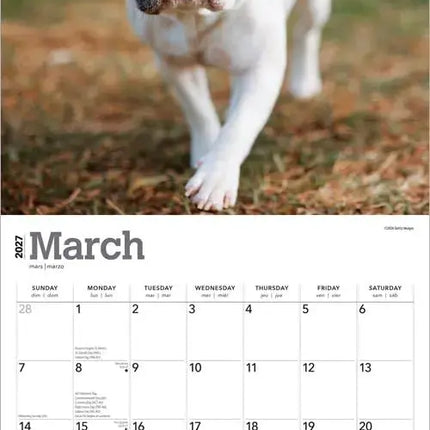 Browntrout Franse Bulldog Kalender 2027