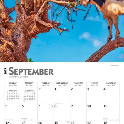 Browntrout Goats in Trees Kalender 2027