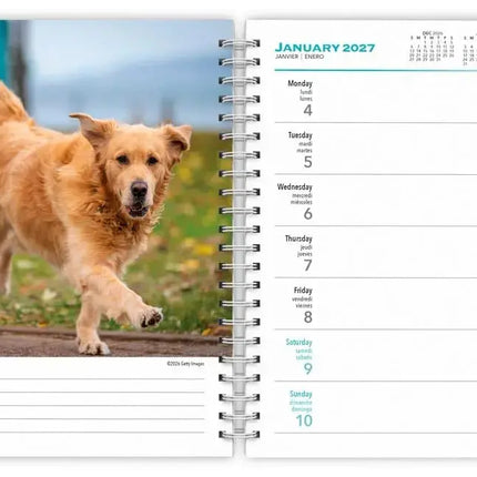 Browntrout Golden Retriever Agenda 2027
