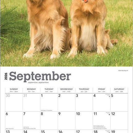Browntrout Golden Retriever Kalender 2026