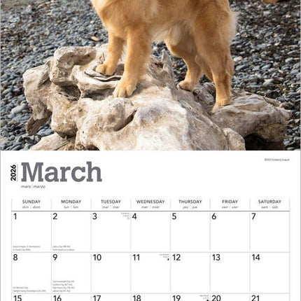 Browntrout Golden Retriever Kalender 2027