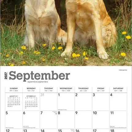 Browntrout Golden Retriever Kalender 2027