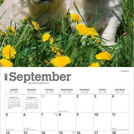 Browntrout Golden Retriever Puppies Kalender 2027