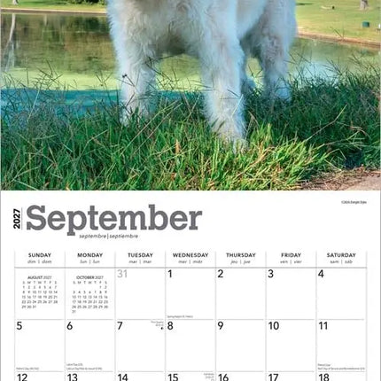 Browntrout Goldendoodle Kalender 2027