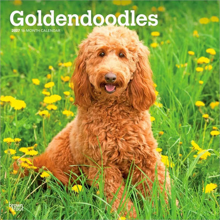 Browntrout Goldendoodle Kalender 2027